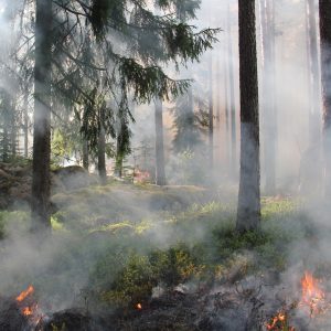Read more about the article Orman Yangınlarında İdarenin Görev ve Sorumlulukları