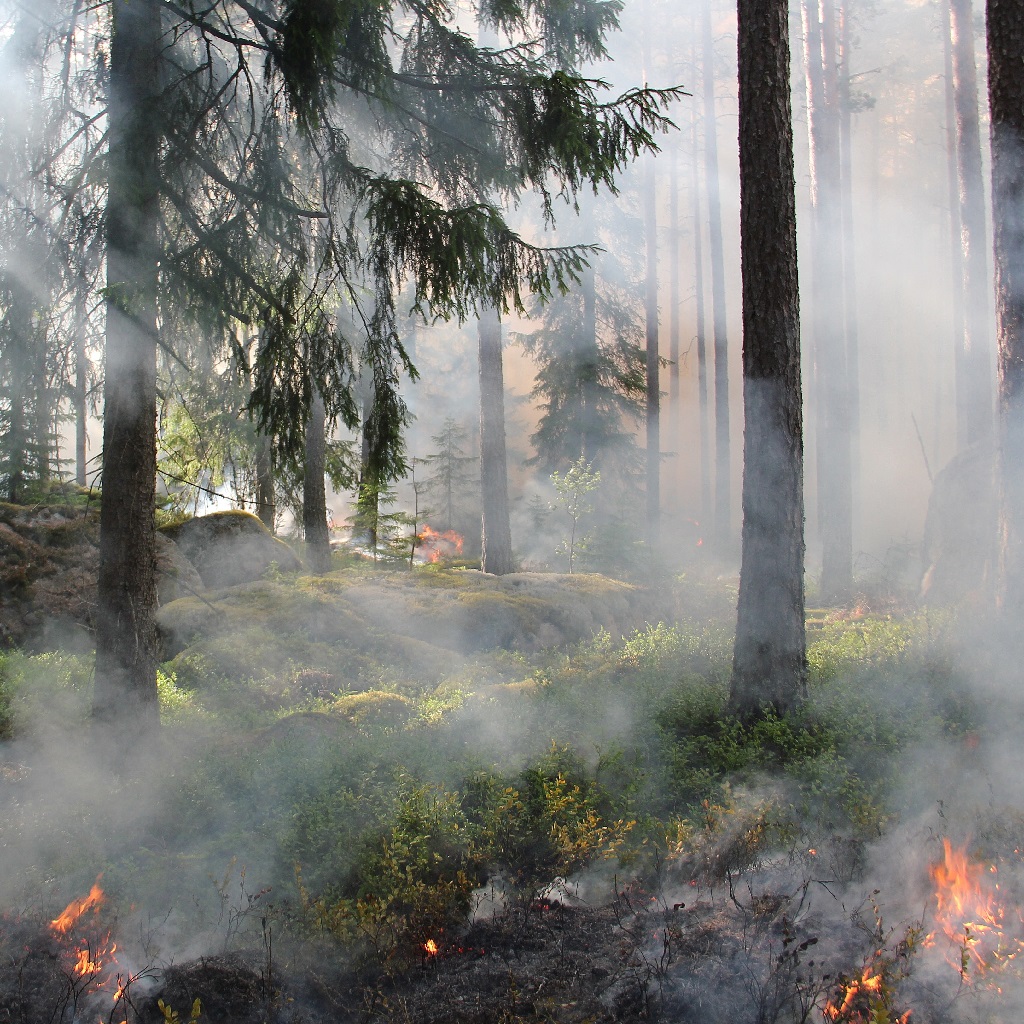 You are currently viewing Orman Yangınlarında İdarenin Görev ve Sorumlulukları
